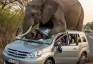 Trapped Beneath the Weight of the Wild: The Heart-Stopping Moment an Elephant Confronted a Safari Vehicle on the Open Road